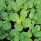 500+ seeds Green Purslane  Portulaca Olerace Sativa Herb Edible Duckweed Free &H