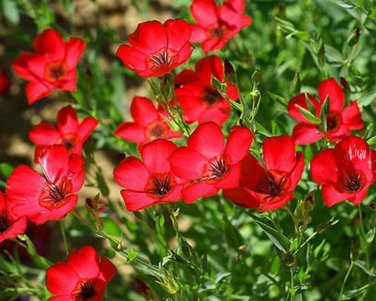 200+ seeds Scarlet Flax Red Flower  Linum Rebrum Annual Garden Usa