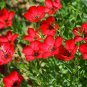 200+ seeds Scarlet Flax Red Flower  Linum Rebrum Annual Garden Usa