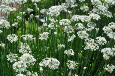 200+ seeds Garlic Chives  Herb Vegetable Garden Non-Gmo Usa Seller