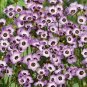 300+ seeds Bird'S Eyes Gilia Tricolor  Annual Flower Hummingbirds