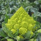 200+ seeds Romanesco Broccoli  Vegetable Garden Non-Gmo Usa Seller