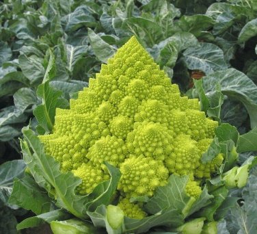 200+ seeds Romanesco Broccoli  Vegetable Garden Non-Gmo Usa Seller