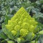 200+ seeds Romanesco Broccoli  Vegetable Garden Non-Gmo Usa Seller