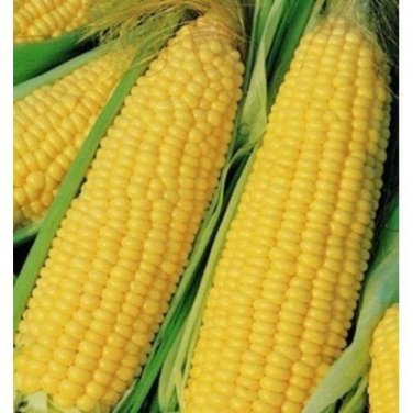 25 seeds Trucker'S Favorite Yellow Corn Ct Vegetable Garden Heirloom Non-Gmo