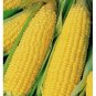 25 seeds Trucker'S Favorite Yellow Corn Ct Vegetable Garden Heirloom Non-Gmo