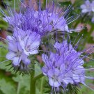 250+ seeds Lacy Phacelia  Phacelia Tanacetifoli Annual Flower Bees