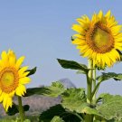 25 seeds Mammoth Grey Stripe Sunflower Ct Flower Heirloom Annual