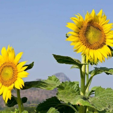 25 seeds Mammoth Grey Stripe Sunflower Ct Flower Heirloom Annual