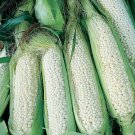 25 seeds Country Gentleman White Corn Ct Sweet Vegetable Garden Heirloom Usa
