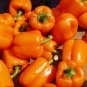 25+ seeds Coral Bell Orange Sweet Pepper  Non-Gmo Vegetable Garden