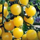 25 seeds White Cherry Tomato Ct Vegetable Garden Heirloom Non-Gmo