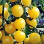 25 seeds White Cherry Tomato Ct Vegetable Garden Heirloom Non-Gmo