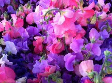 35 Ct Flower Annual Aroma Usa Mixed Colors Sweet Pea Royal Mix