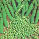 25 seeds Green Arrow Pea Ct Pod Peas Vegetable Garden Heirloom Non-Gmo