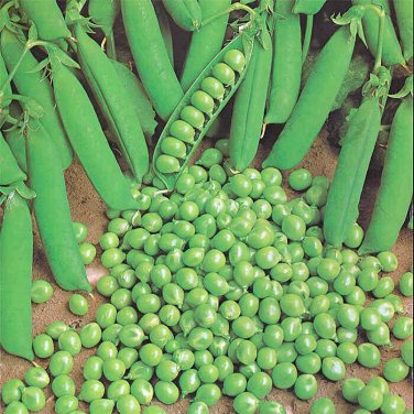 25 seeds Green Arrow Pea Ct Pod Peas Vegetable Garden Heirloom Non-Gmo