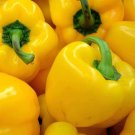 25+ seeds Sunbright Yellow Bell Pepper  Vegetable Non-Gmo Heirloom