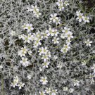 300+ seeds Snow In Summer  Cerastium Flower Groundcover Perrenial