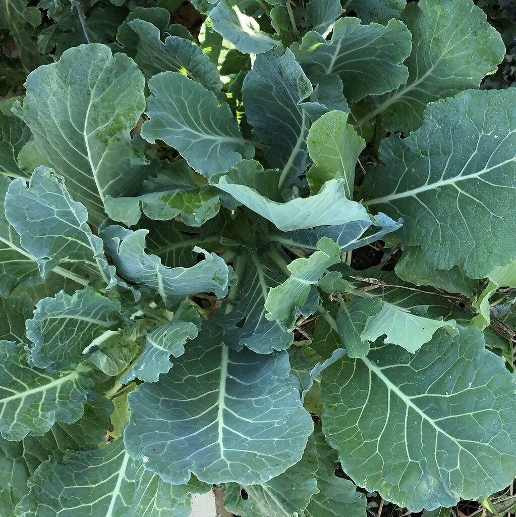 300+ seeds Morris Heading Collard Greens Vegetable Garden NonGmo