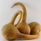 5 seeds Dipper Gourd Ct Long Handle Bottle Heirloom Non-Gmo Usa