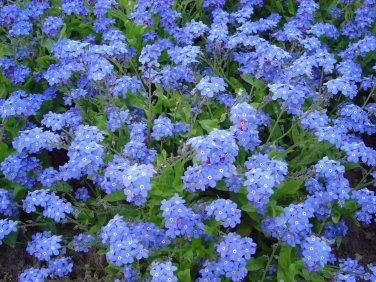 200+ seeds Chinese Forget Me Not  Asian Wildflower Blue Annual Usa