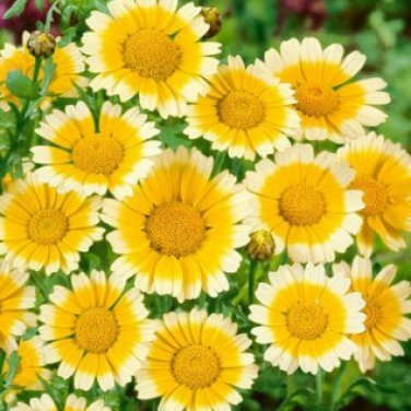 200+ seeds Garland Daisy  Flower Chrysanthemum Annual Yellow White
