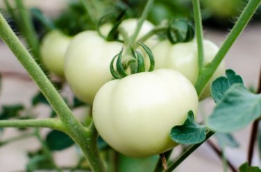 30 seeds Great White Tomato Ct White Beefsteak Vegetable Non-Gmo