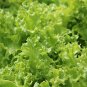 600+ seeds Tango Leaf Lettuce  Vegetable Garden Heirloom Non-Gmo Us