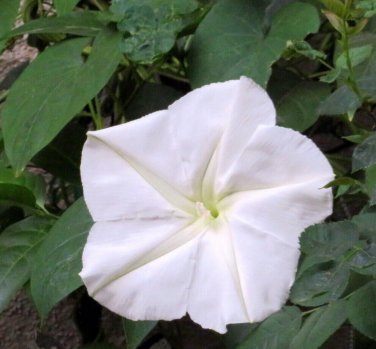 25 seeds Moonflower Ct White Morning Glory Flower Vine Night Blooming