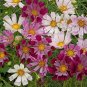 100 seeds Cosmos Sea Shells Mix Ct Flower Mixed Colors Cut Flower