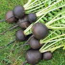 200 seeds Black Spanish Round Radish Ct Vegetable Garden Non-Gmo
