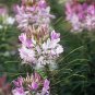 100+ seeds Cleome Spider Plant Flower  Annual Pink White Blossoms