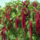 1000+ seeds Amaranth Love Lies Bleeding  Annual Cut Flower Non-Gmo