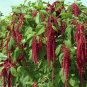 1000+ seeds Amaranth Love Lies Bleeding  Annual Cut Flower Non-Gmo