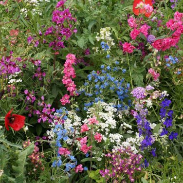 200+ seeds Partial Shade Wildflower Mix  Colorful Mixture