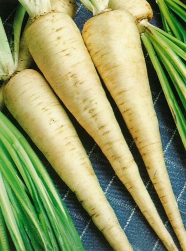 500+ seeds Parsley Hamburg Rooted  Herb Heirloom Non-Gmo Usa Seller