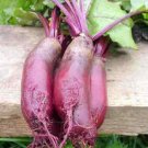 100 seeds Cylindra Beet Ct Vegetable Garden Heirloom Usa Non-Gmo
