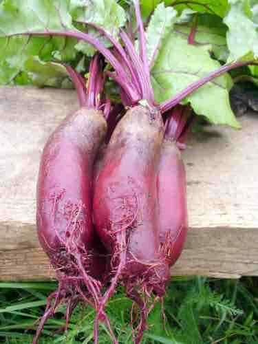 100 seeds Cylindra Beet Ct Vegetable Garden Heirloom Usa Non-Gmo
