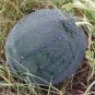 15 seeds Florida Giant Watermelon Ct Fruit Melon Heirloom Non-Gmo