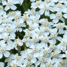 2000+ seeds Yarrow White Achillea  Flower Herb Medicinal Perrenial