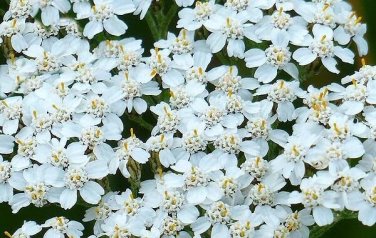 2000+ seeds Yarrow White Achillea  Flower Herb Medicinal Perrenial