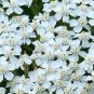 2000+ seeds Yarrow White Achillea  Flower Herb Medicinal Perrenial