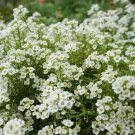 2000+ seeds Sweet Alyssum Flower  Carpet Of Snow White Aroma Annual