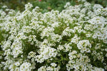 2000+ seeds Sweet Alyssum Flower  Carpet Of Snow White Aroma Annual