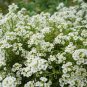 2000+ seeds Sweet Alyssum Flower  Carpet Of Snow White Aroma Annual