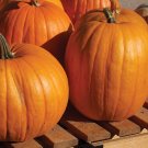 15 seeds Connecticut Field Pumpkin Ct Orange Curcurbita Pepo Vegetable Heirloom
