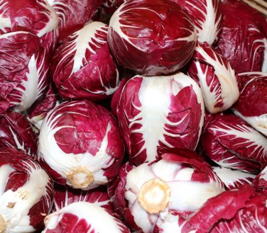 200+ seeds Radicchio Rouge De Verona  Vegetable Garden Non-Gmo Usa