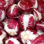 200+ seeds Radicchio Rouge De Verona  Vegetable Garden Non-Gmo Usa