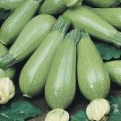 15 seeds Grey Zucchini Summer Squash Ct Gray Squash Vegetable Usa