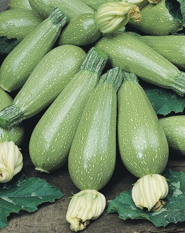 15 seeds Grey Zucchini Summer Squash Ct Gray Squash Vegetable Usa
